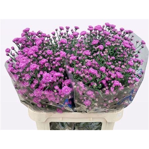Aster Astee Karmijn