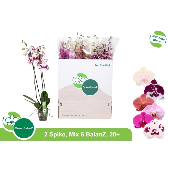 <h4>PHAL GEM 6 KL</h4>