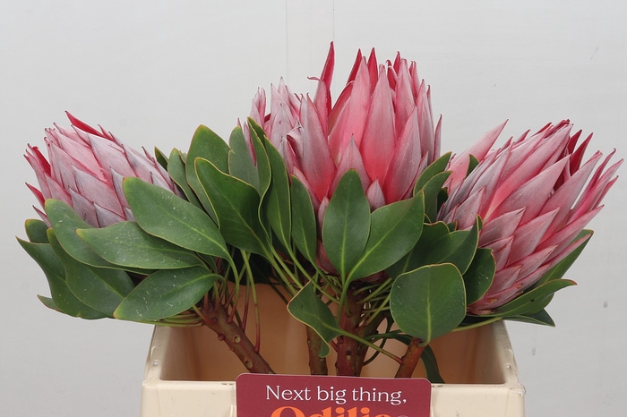 Protea Cynaroides Stellar