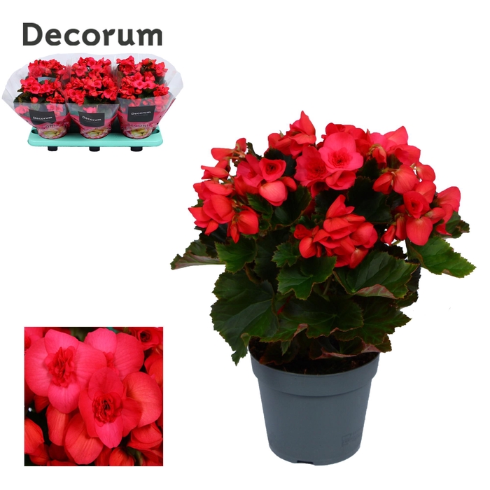 <h4>Begonia 14 cm Serena paars Decorum</h4>
