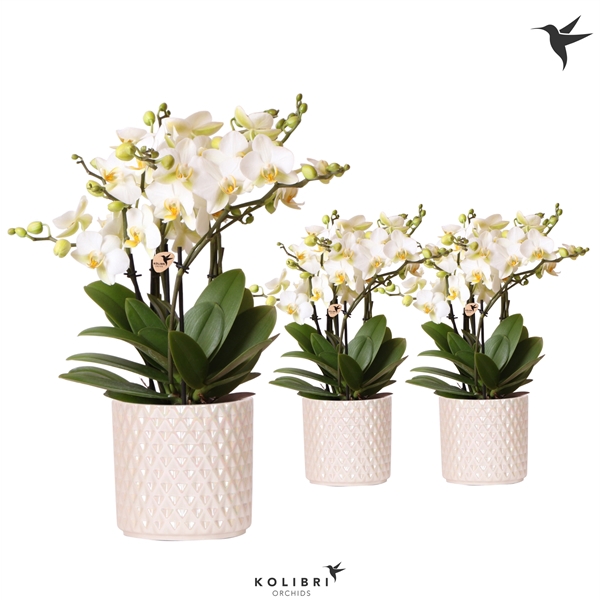 <h4>Kolibri Orchids Phalaenopsis Lausanne in Diamond Pearl travertin</h4>