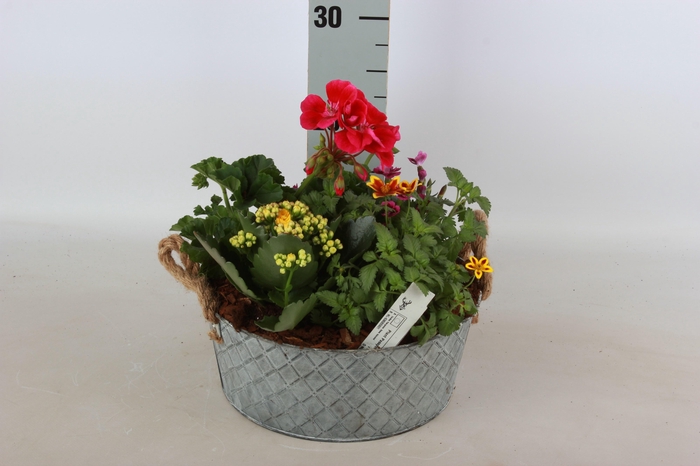 <h4>ARR TUINPLANTEN</h4>