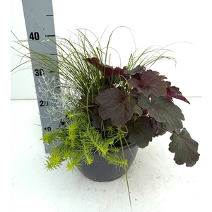 VASTE PLANTEN OV