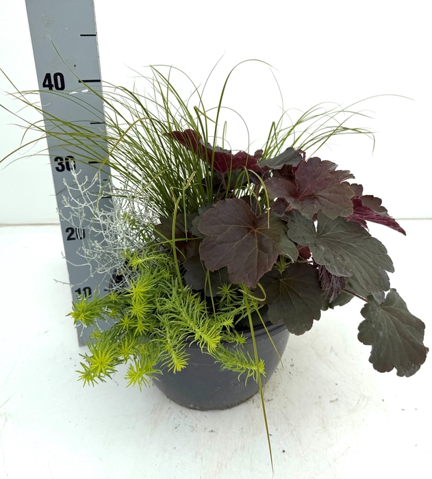 <h4>VASTE PLANTEN OV</h4>