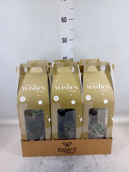 <h4>Arr.    Planten  H%</h4>