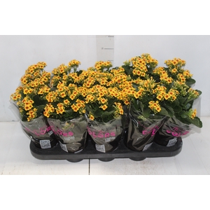 KALANCHOE P11 BICOLOR AMARELO