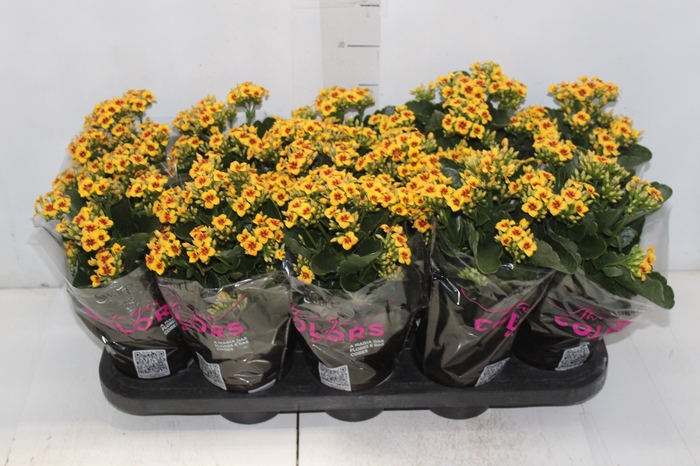 <h4>KALANCHOE P11 BICOLOR AMARELO</h4>