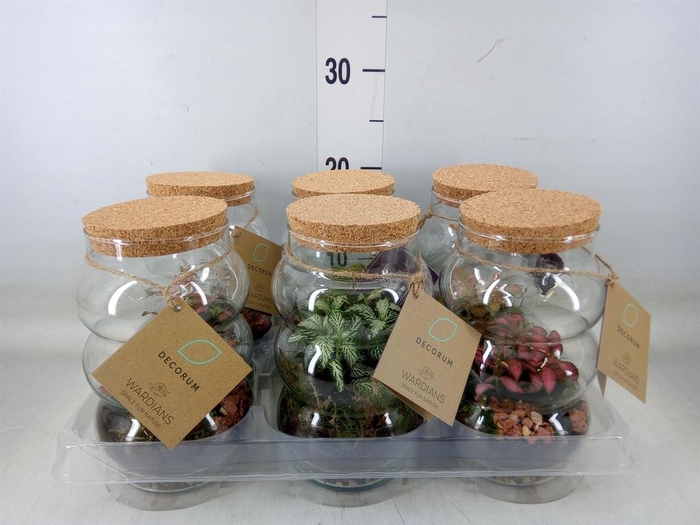 <h4>Arr.   Kamerplant Groen H%</h4>