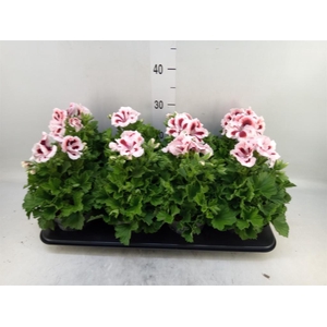 Pelargonium gran.   ..