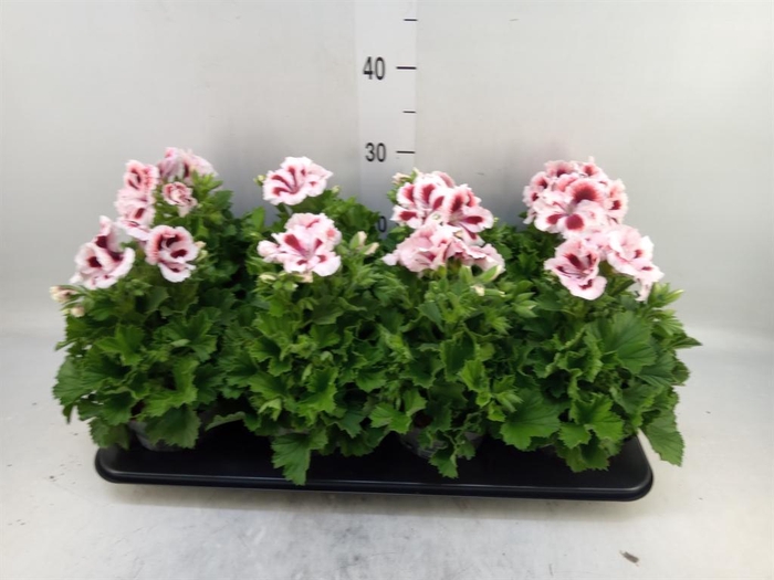 <h4>Pelargonium gran.   ..</h4>