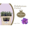 Delphinium Christel