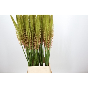 Eremurus Cleopatra