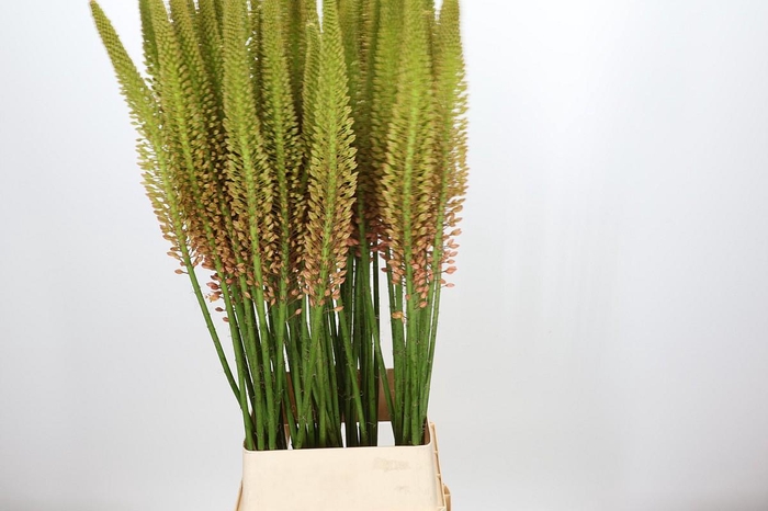 <h4>Eremurus Cleopatra</h4>
