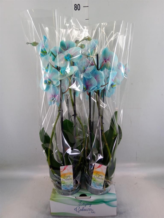 <h4>Phalaenopsis   ...</h4>