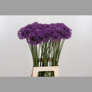 Allium Stratos