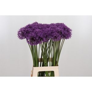 Allium Stratos