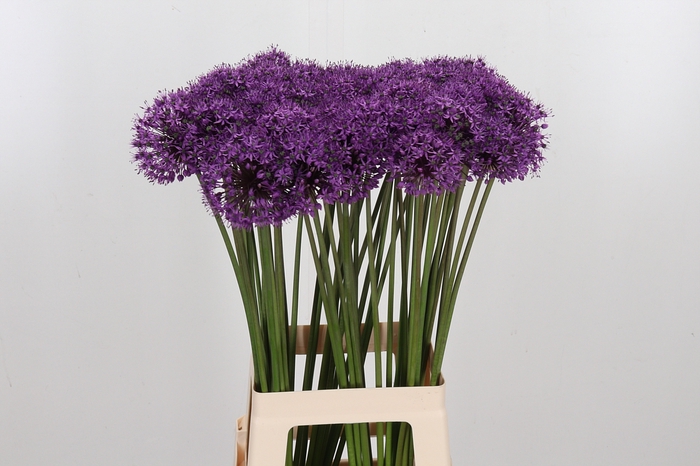 <h4>Allium Stratos</h4>