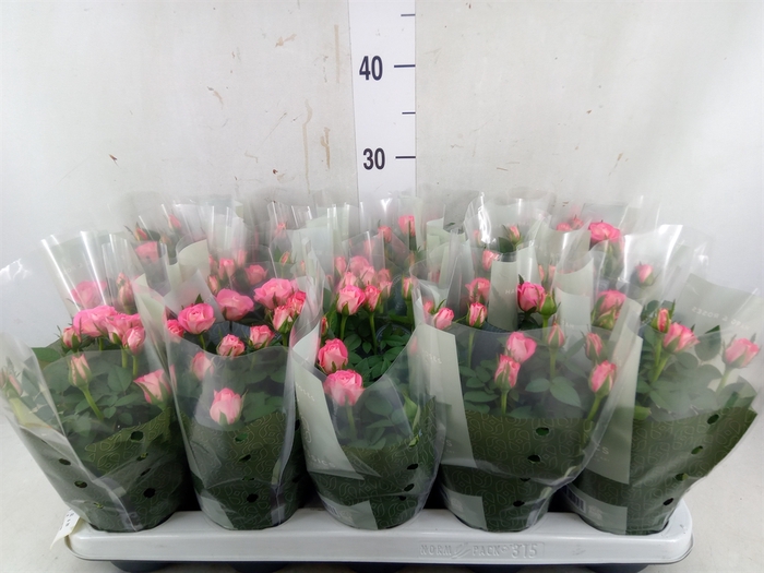 <h4>Rosa  'Fame Kordana'</h4>