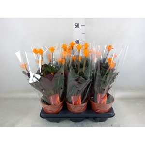 Calathea crocata