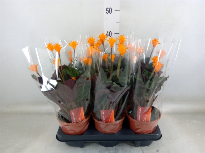 <h4>Calathea crocata</h4>