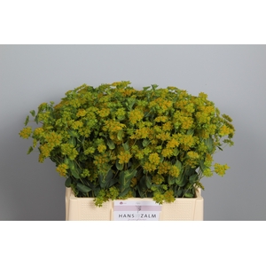 BUPLEURUM ROTUNDIFOL