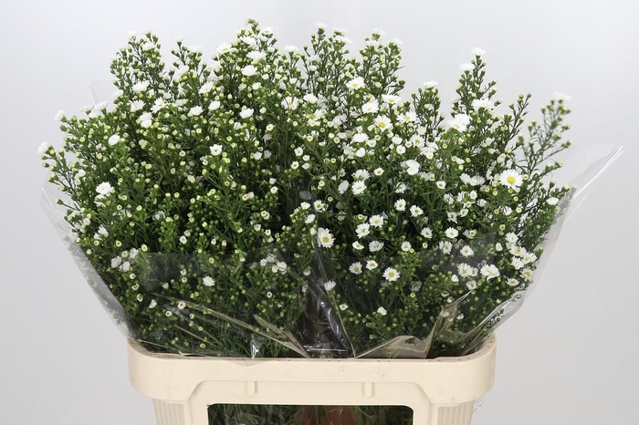 <h4>Aster Paquita</h4>