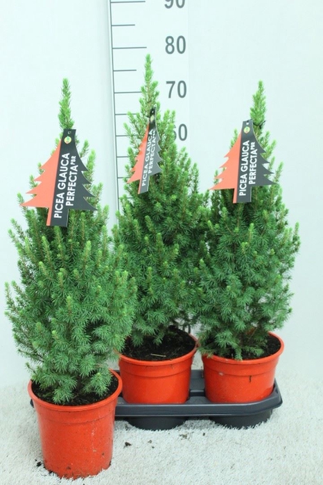 <h4>Picea glauca 'Perfecta'</h4>