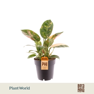 Philodendron Green Congo Nuclear