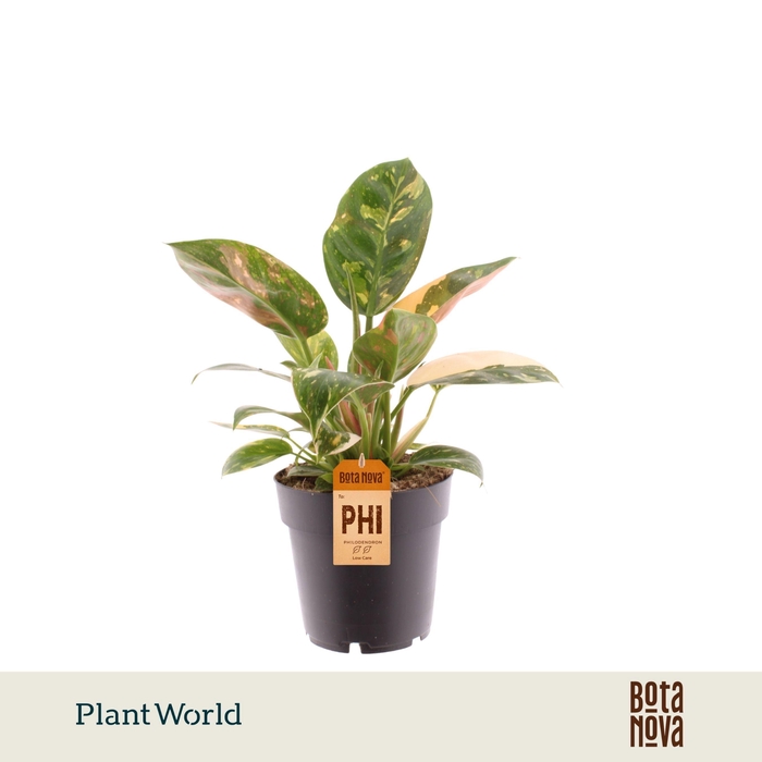 <h4>Philodendron Green Congo Nuclear</h4>