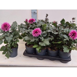 DAHLIA PURPLE P15