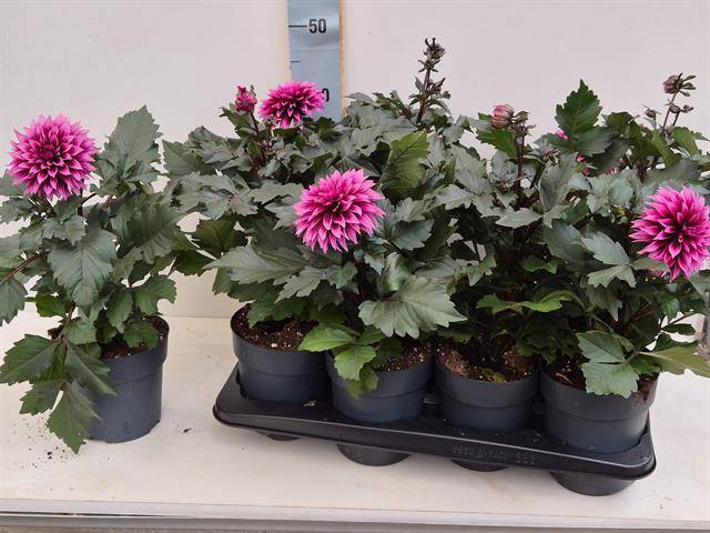 <h4>DAHLIA PURPLE P15</h4>