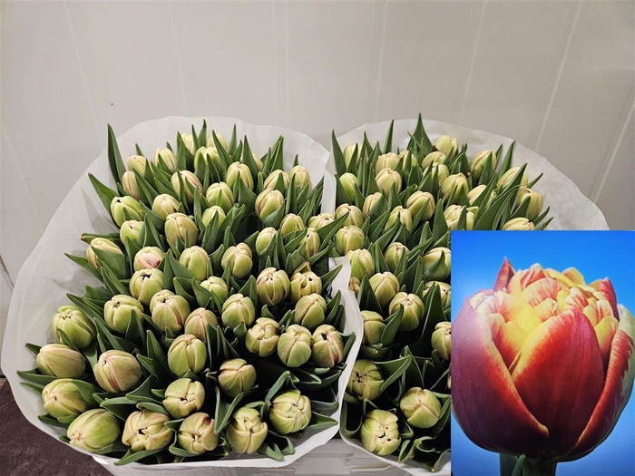 <h4>Tu Du Marax Pride</h4>