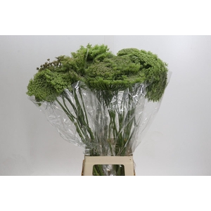 Ammi Visnaga Green Mist