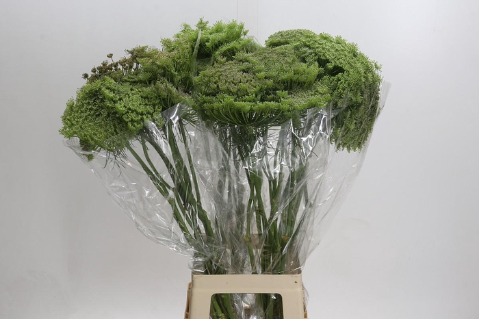 <h4>Ammi Visnaga Green Mist</h4>