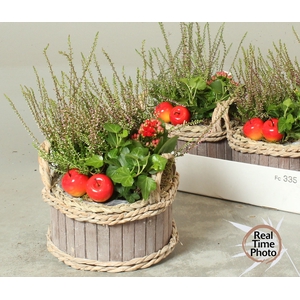ARR TUINPLANTEN