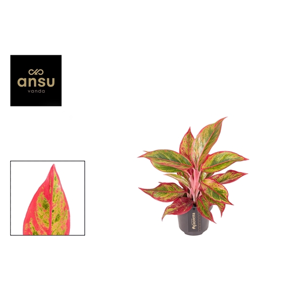 <h4>Aglaonema Jungle Lava</h4>