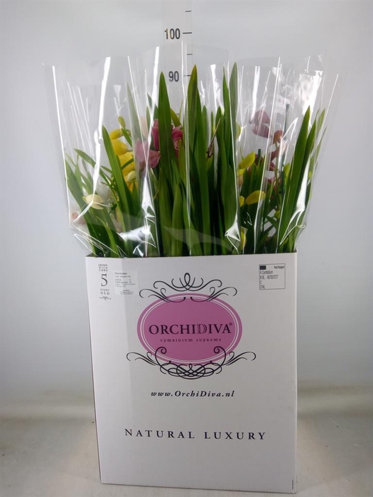 <h4>Cymbidium   ...mix</h4>