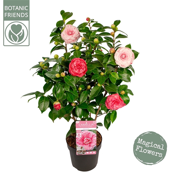 <h4>Camellia jap. 'Bonomiana' Premium</h4>