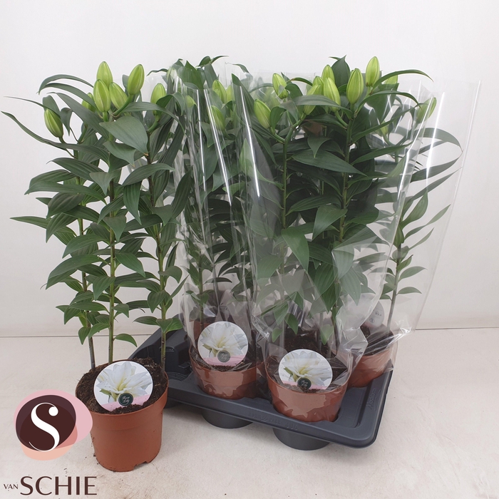 <h4>LIL OR DU RL ZETA</h4>