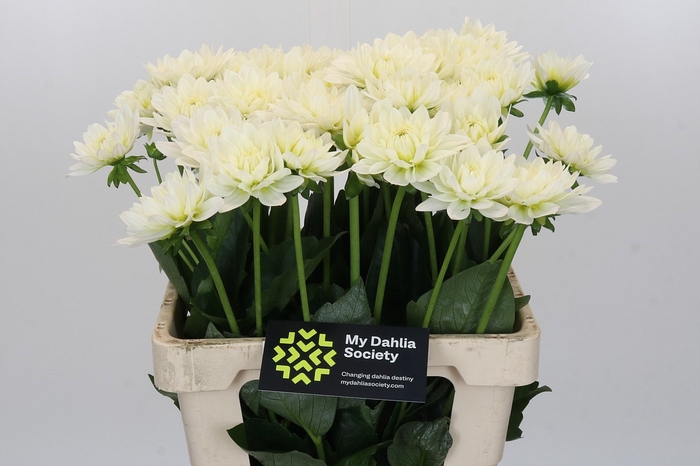 <h4>Dahlia Karma M. Zwaan</h4>