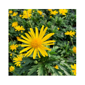 Euryops 'Sonnenschein'