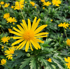 <h4>Euryops 'Sonnenschein'</h4>