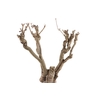Syringa Branch Super Bon