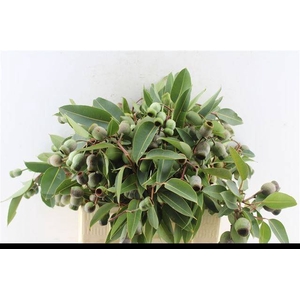 DECOGROEN GROOT BLAD
