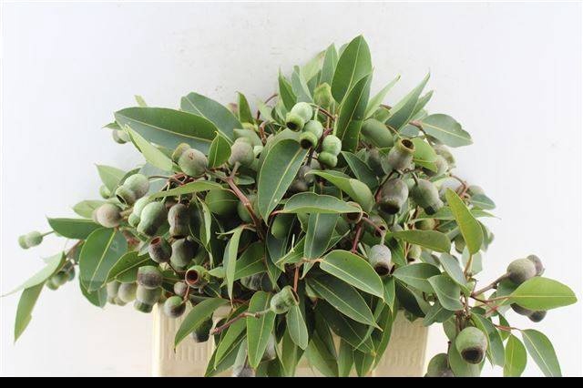 <h4>DECOGROEN GROOT BLAD</h4>