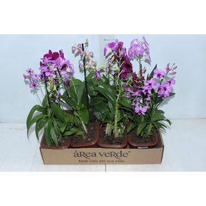 DENPHALAEN MINI P12 QUADRADO