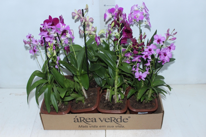 <h4>DENPHALAEN MINI P12 QUADRADO</h4>