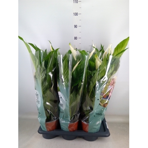 Spathiphyllum  'Bingo Cupido'