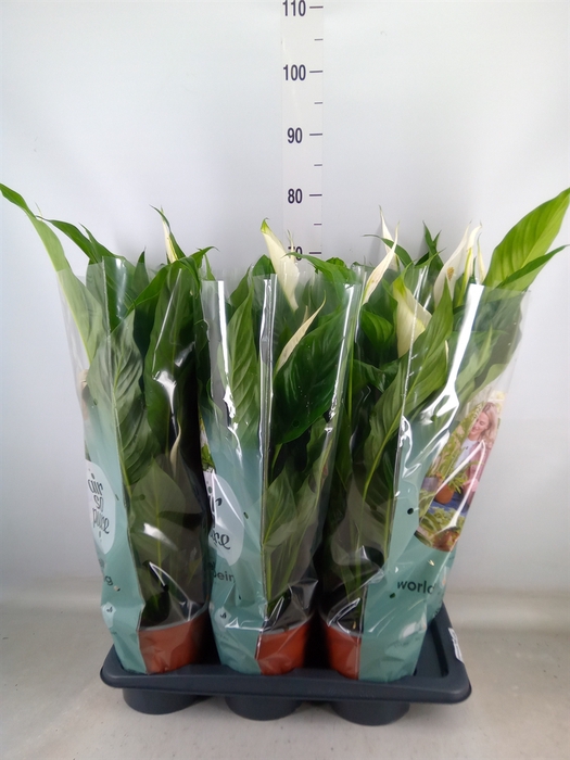<h4>Spathiphyllum  'Bingo Cupido'</h4>