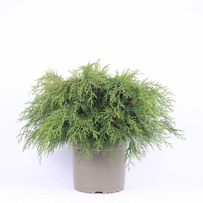 <h4>Microbiota decussata</h4>